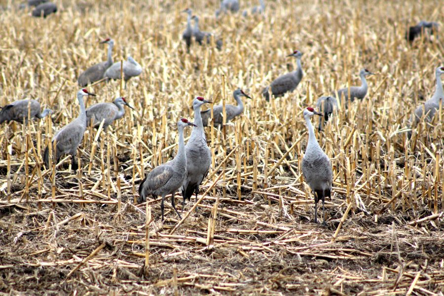Sandhill Cranes standing in a field