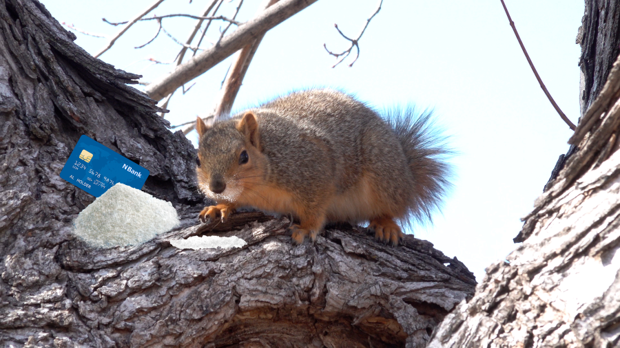 UNK cocaine squirrel. Photo by Antelope Staff