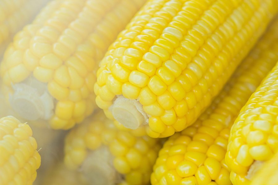 Exploring reasons behind Mexico’s impending US corn ban