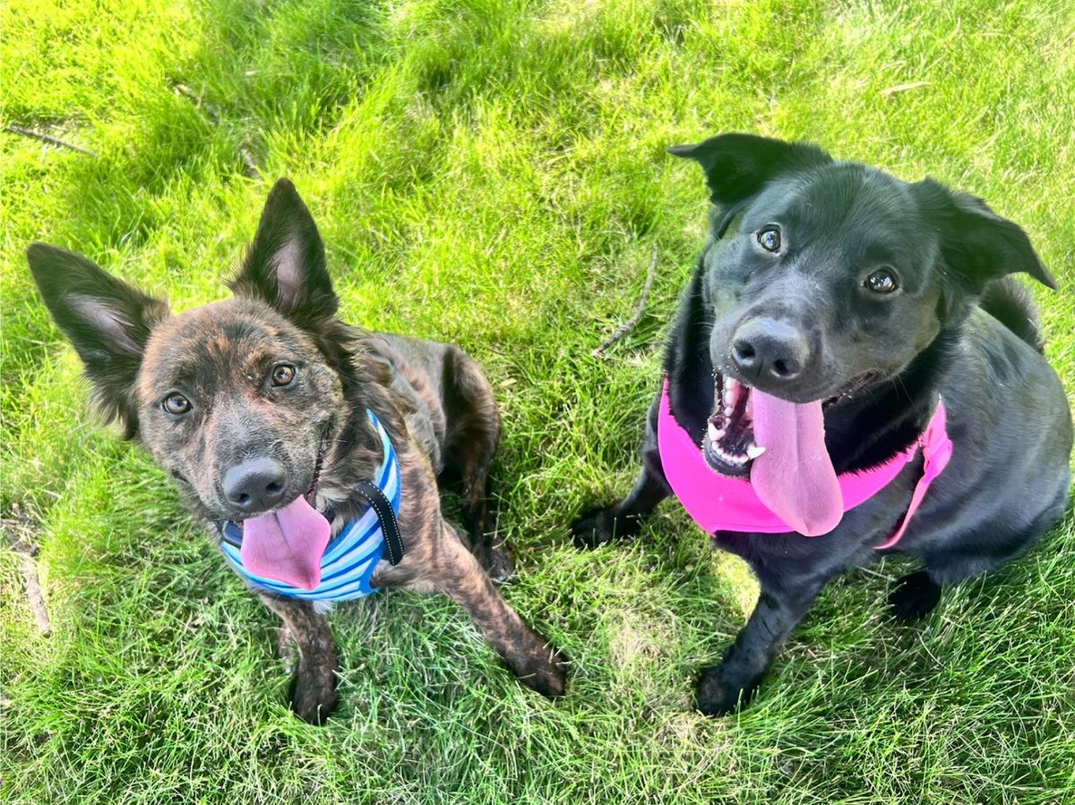 Arly Ortiz's dogs Bruno and Cardi joyfully smile for the camera. Photo by Arly Ortiz / Antelope Staff